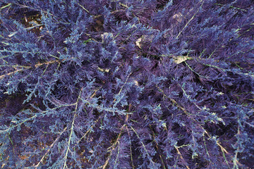 abstract purple tree branch