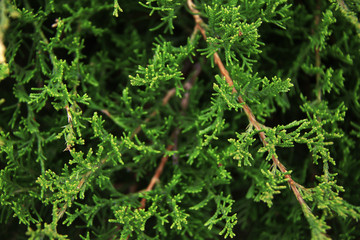evergreen tree background