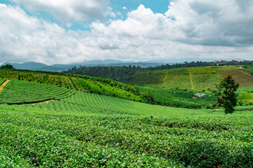 Fototapeta na wymiar Tea plantation vietnam
