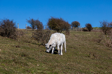 Fototapeta premium A calf grazing in the spring sunshine in the South Downs