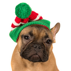 Christmas Hat Dog