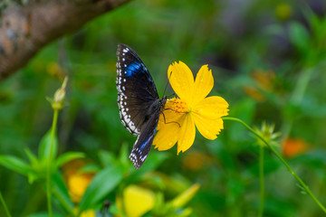 butterfly on yellow flower