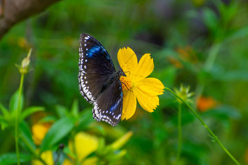 Obraz na płótnie Canvas butterfly on yellow flower