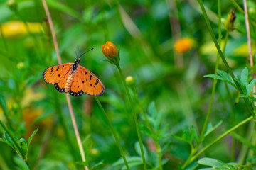 orange butterfly on flower