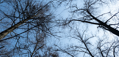 Tree trunks on a background of blue clear sky. Black silhouettes of trunks without leaves. Horizontal