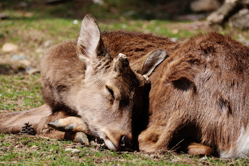 Sleeping deer close up