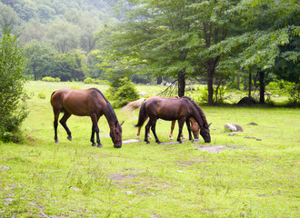 Magnificent horses in the pasture nibble grass in nature in the summer.