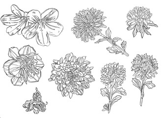 Summer, autumn flowers of chrysanthemum, field beautiful plant, hand draws with ink, buds from different angles with ink