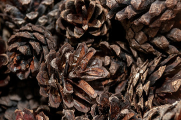 Pine cones lie a lot with a beautiful texture or background