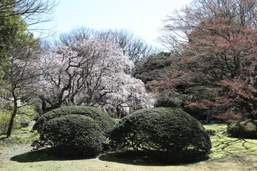 Japanese garden with Cherry blossoms