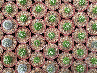 Top view of Mini Cactus plant in the red pot at cactus farm or Gymnocalycium, commonly called chin cactus. Circle patterns - Tropical Plant backdrop and beautiful detail