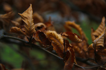 dry brown autumn leafs on the tree