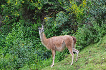 guanaco