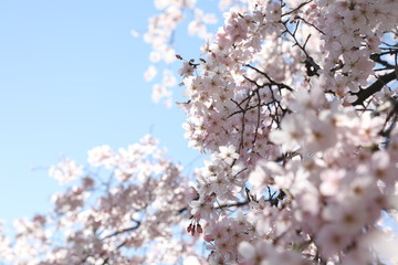 cherry tree blossom