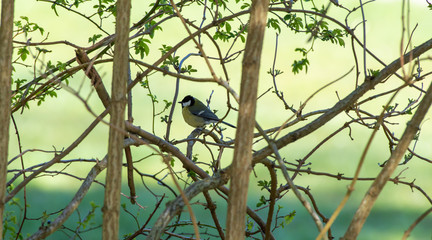 Songbird great tit on a branch