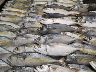 Fresh fish Sport-bodied mackerel arranged lined up in a row on tray in supermarket