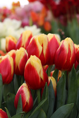 red with yellow tulips banner