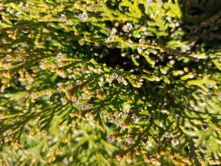 green leaves background