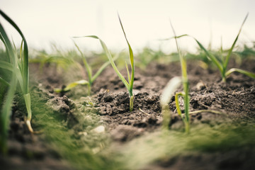 Garlic field in agricultural land. Young plant of garlic during a spring. Concept of agriculture. 