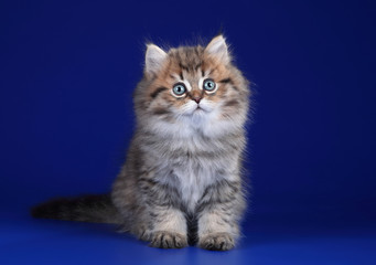 Cute fluffy scottish kitten sitting on a blue background