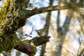 songbird female finch, Fringilla Coelebs sitting in a tree in the forest
