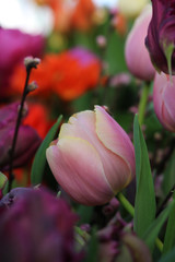 pale pink tulip bud