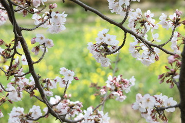 blooming cherry tree with yellow