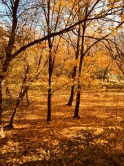 Fototapeta premium autumn in the park