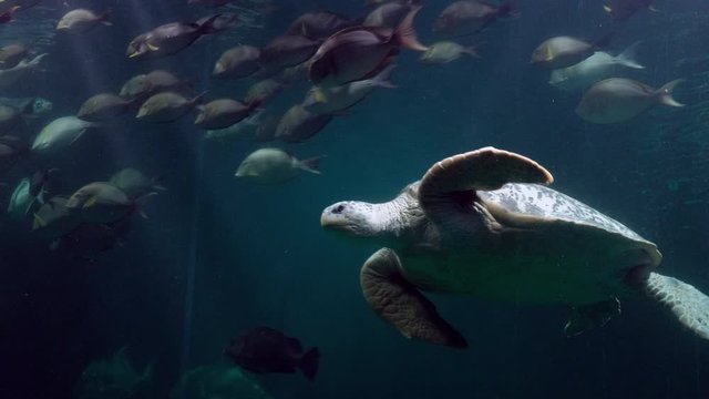 Sea turtle swimming underwater in a large aquarium tank with fishes.