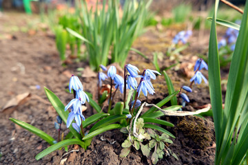 Gentle delicate blue snowdrops are blooming in early spring in garden. Awakening of nature, new life, revival, renaissance, renewal concept. Shallow depth of field close up image.