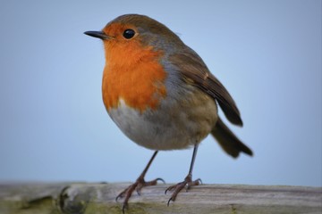 robin on a branch