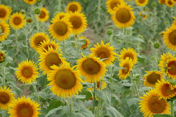 Fototapeta na wymiar sunflower, flower, field, yellow, summer, nature, agriculture, sunflowers, flowers, green, plant, garden, sun, floral, blossom, beauty, beautiful, spring, bright, leaf, natural, flora, colorful, growt