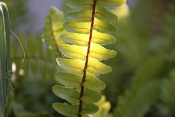 Fern leaves against a backlight