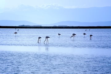 Fototapeta na wymiar Flock of flamingos on their migration stop on the pond close to city, evening hours, looking for food