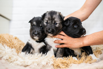 Three black and white husky puppies. cute puppies. puppies are not gifts. bouquet of puppies