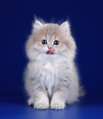 Cute fluffy scottish kitten sitting on a blue background