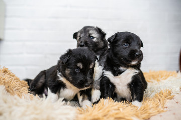 Three black and white husky puppies. cute puppies. puppies are not gifts. bouquet of puppies