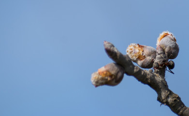 Spring, tree buds and an ant. Blue sky. Copy space