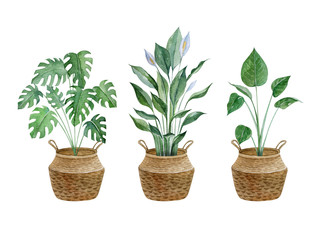 Watercolor hand painted house green plants in flower pots. Set of floral elements isolated on white. Decorative greeny collection perfect for print, poster, card making and scrapbooking design