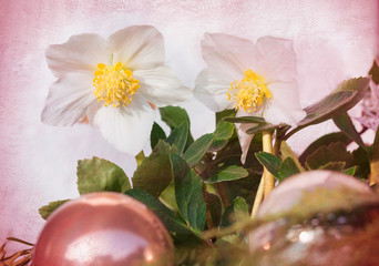 Obraz na płótnie Canvas christmas card design with helleborus flowers, baubles and textured background