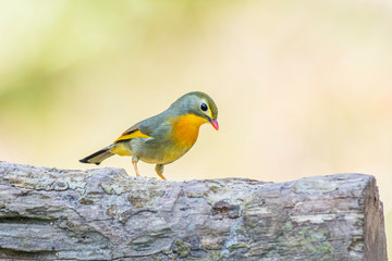 The Red-Billed leiothrix 