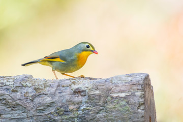 Fototapeta premium The Red-Billed leiothrix 