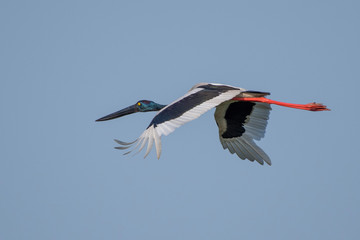 The Black-necked stork
