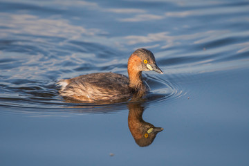 The little grebe