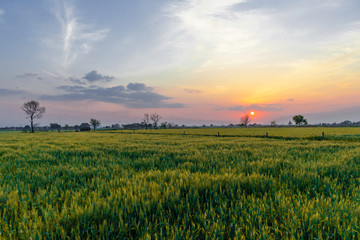 Evening sunset Uttar Pradesh India 