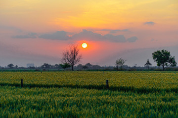 Evening sunset Uttar Pradesh India 