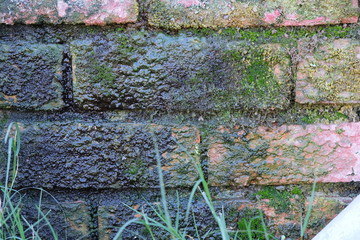 brick wall moist moss green leaves damp
