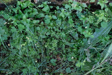 brick wall moist moss green leaves damp