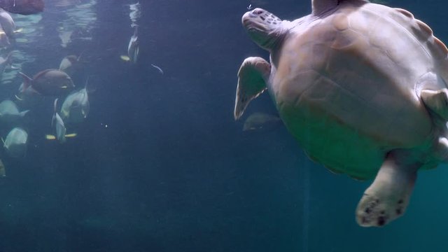 Sea turtle swimming underwater in a large aquarium tank with fishes.