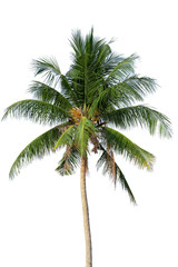 Naklejka na ściany i meble A Coconut tree on isolated white background